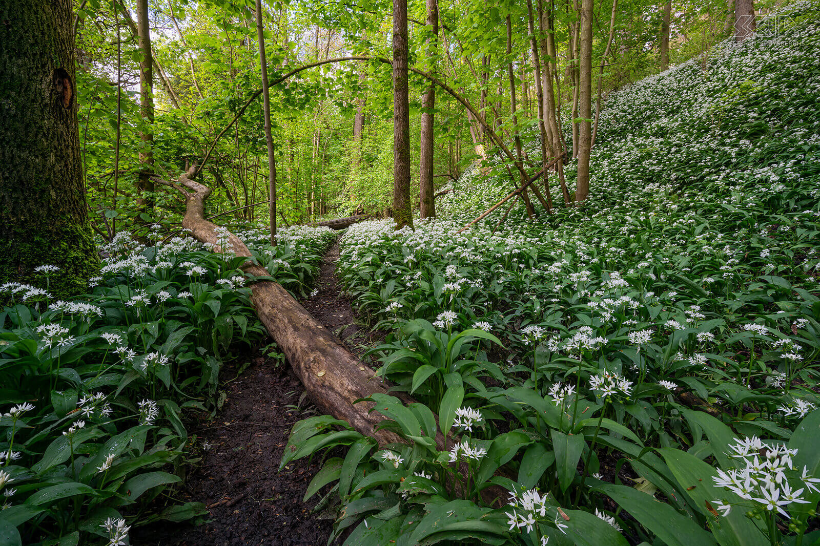 Voorjaarsbloeiers - Daslook in Bois de Laurensart  Stefan Cruysberghs